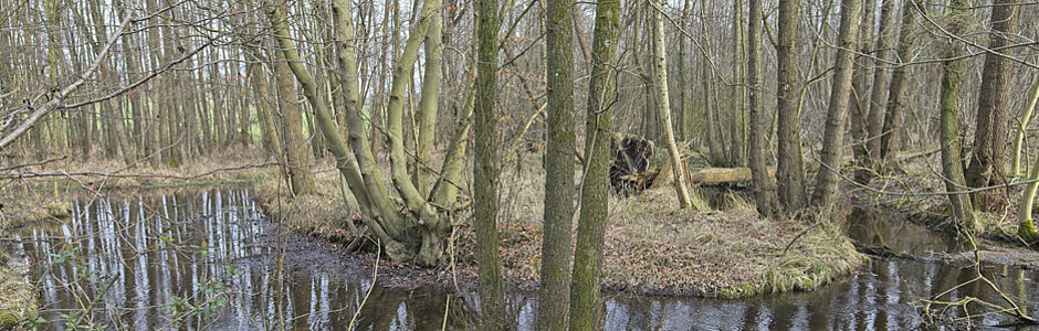 Im Oberlauf der Schwalm