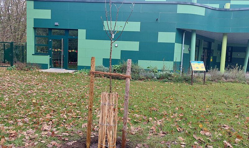 Neu gepflanzter Apfelbaum an der Eva-Lorenz-Umweltstation. Foto: NABU Willich
