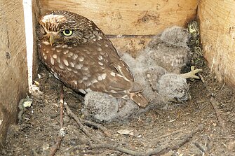 Frau Steinkauz und 4 Junge (Foto: NABU Willich Jörg Tilmans)