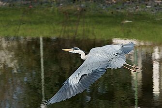 Graureiher (Ardea cinerea)