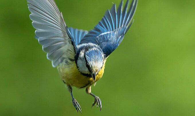 Foto: Andreas Schäfferling/www.naturgucker.de