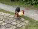 naturschutzhof_sommer_2020_07.jpeg