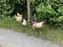 naturschutzhof_sommer_2020_15.jpeg