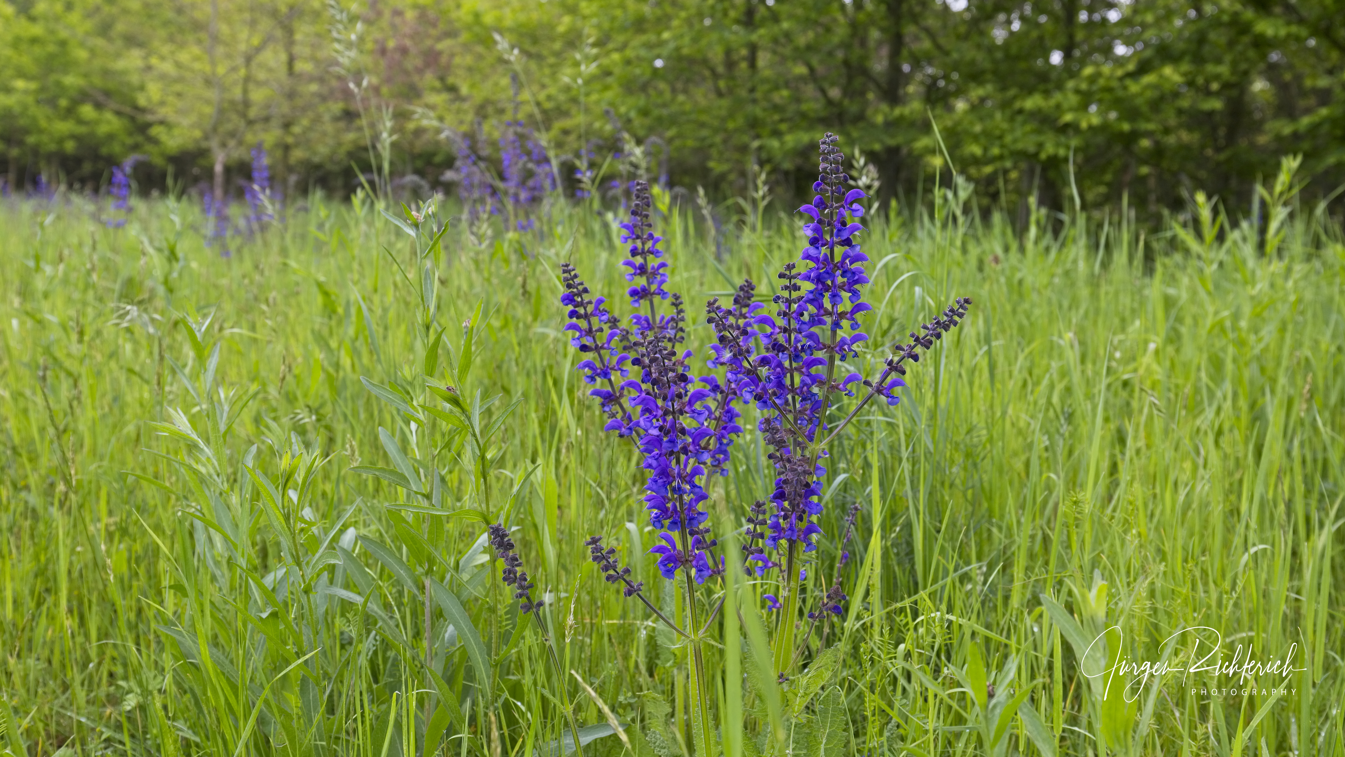 Wiesensalbei (Salvia pratensis)